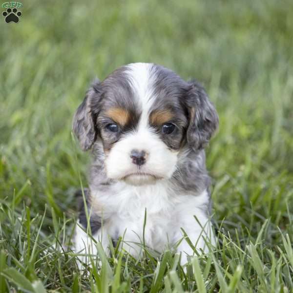 Lake, Cavalier King Charles Spaniel Puppy